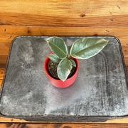 Ficus Tineke, 2 Plant