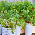 thumbnail image 6 of DEELLEEO 90 Degree Plant Bender, Tomato Plant Bending Clips for Low Stress Training and Plant Training, Red, 6 of 6