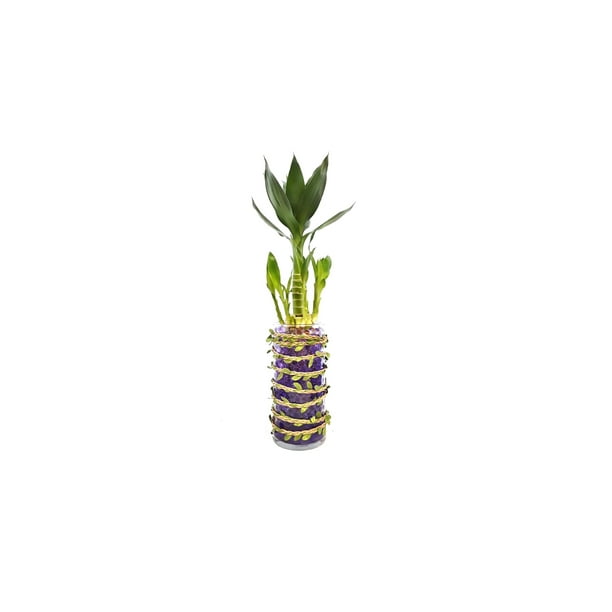 Indoor plants 1 x green lotus style lucky bamboo and 7x6 ...
