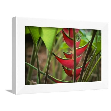 Kauai Hawaii Usa Framed - USA, Hawaii, Kauai. Heliconia in the Allerton Garden Framed Print Wall Art By Roddy Scheer