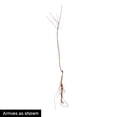 thumbnail image 2 of Honey Pearls Nectacot Dormant Bare Root Standard Starter Fruit Tree (1-Pack), 2 of 2
