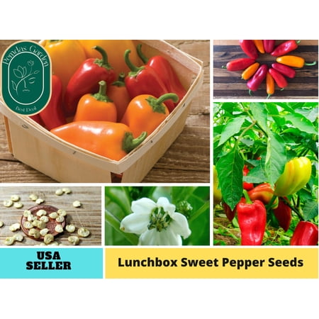 30 Seeds| Lunchbox Sweet Pepper Seeds - Authentic Seeds ~ GMO Free ~ Seeds ~ Flower seeds~ Vegetable seeds~ Asian Garden~ Herbs B5G1 #7021