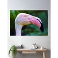 thumbnail image 2 of Exotic Birds - A Pink Flamingo - Photographic Print Poster Wall Art, Modern Wall Decor For Living Room Bedroom, 24x36 UNFRAMED, 2 of 3