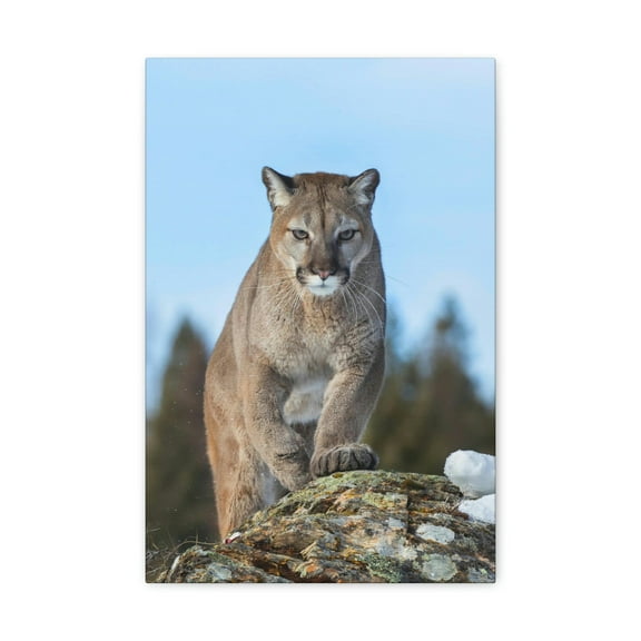 Cougar Hunting Cougar on Hunt Print Animal Wall Art Wildlife Canvas Prints Wall Art Ready to Hang Unframed