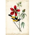 thumbnail image 2 of Audubon, John James 13x18 Gold Ornate Wood Framed with Double Matting Museum Art Print Titled - Audubon Bird and Botanical I, 2 of 4