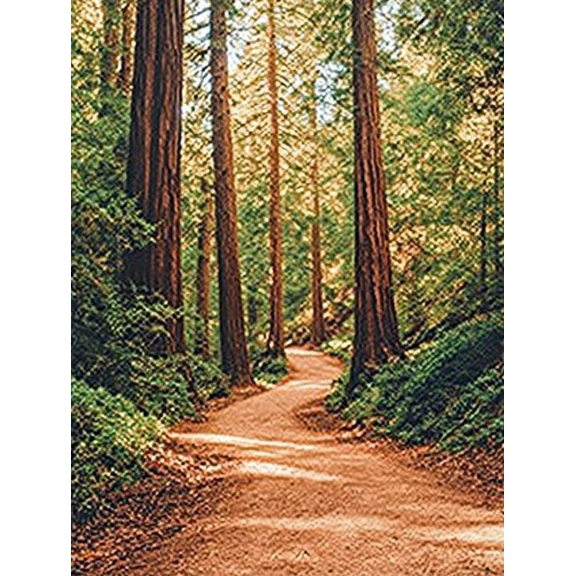 Redwood Forest Path Canvas Print/Wall Art，Suitable for Living Room，Bedroom，Office，Yoga Studio， and hallway decoration.