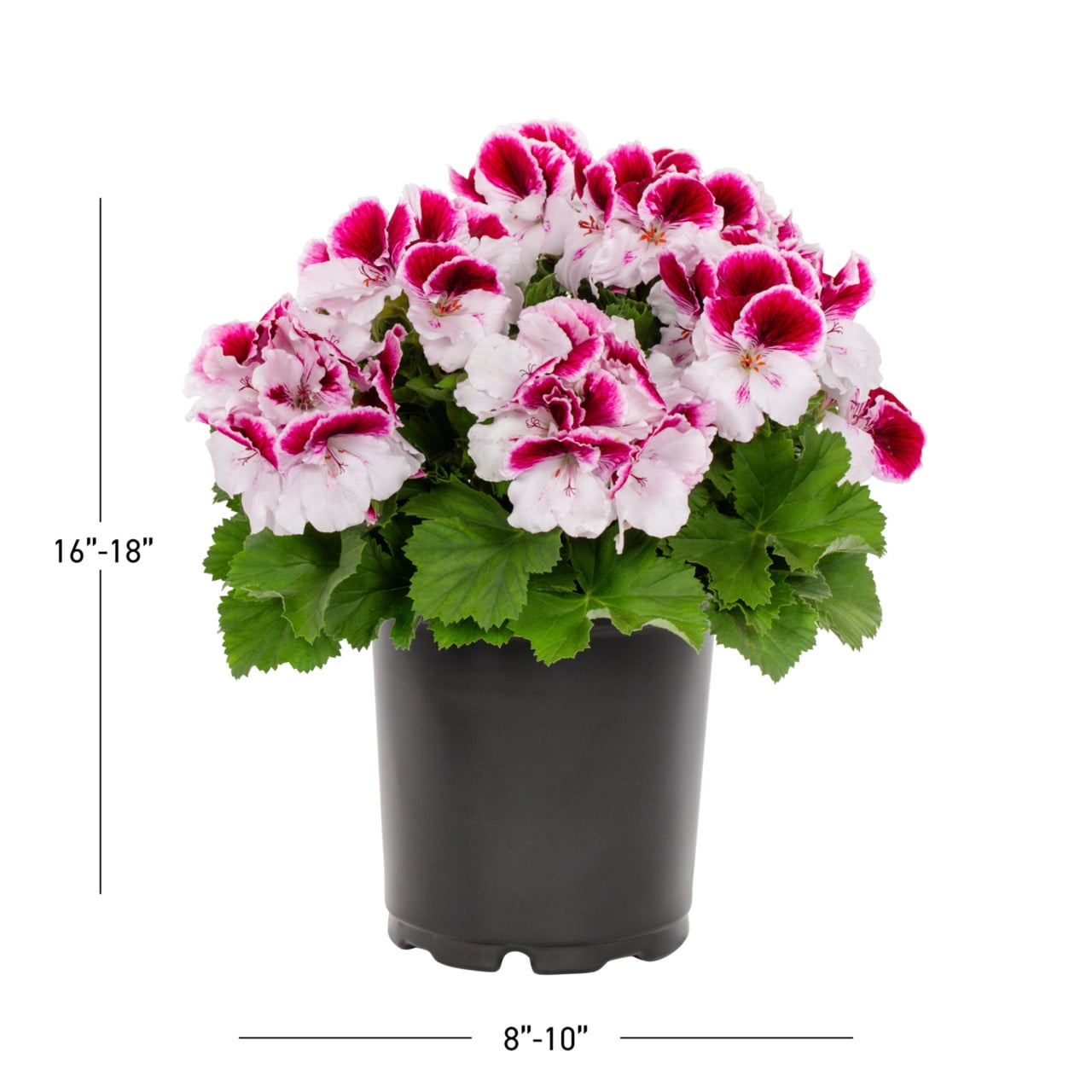 Expert Gardener 2QT Pink Geranium Live Annual Plant Sun 3-Pack