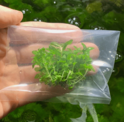 Staurogyne Repens Clump (S. Repens) Live Aquarium Plant – Easy Foreground Freshwater Plant