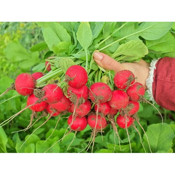 HIGHGW Sans OGM 80 Graines, Graines de Radis Champion, Graines de Jardinage Maraîcher Graines Patrimoniales