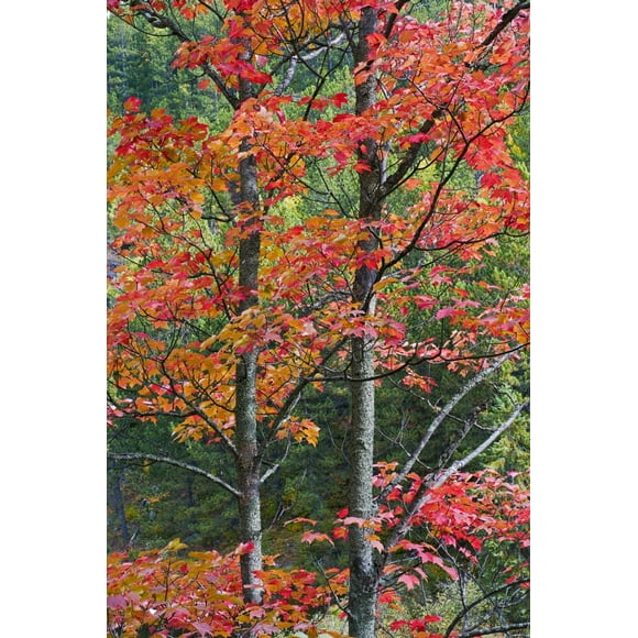 Autumn Sugar Maple Trees. Algonquin Provincial Park, Ontario. Canada. Poster Print (22 x 34)