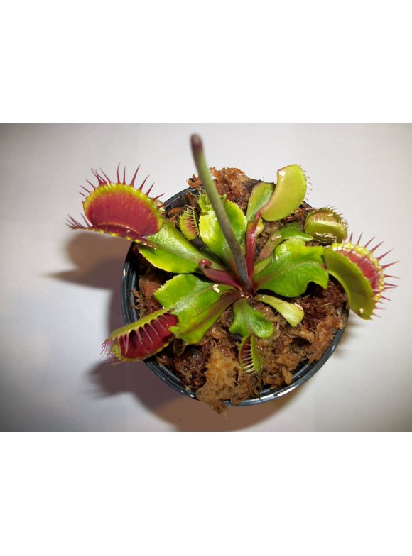 Venus Fly Trap Plants in Indoor Plants