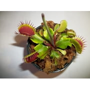 Adult Sized Venus Flytrap - Fly Trap - (Dionaea Muscipula) Carnivorous Plant 3 inch Pot