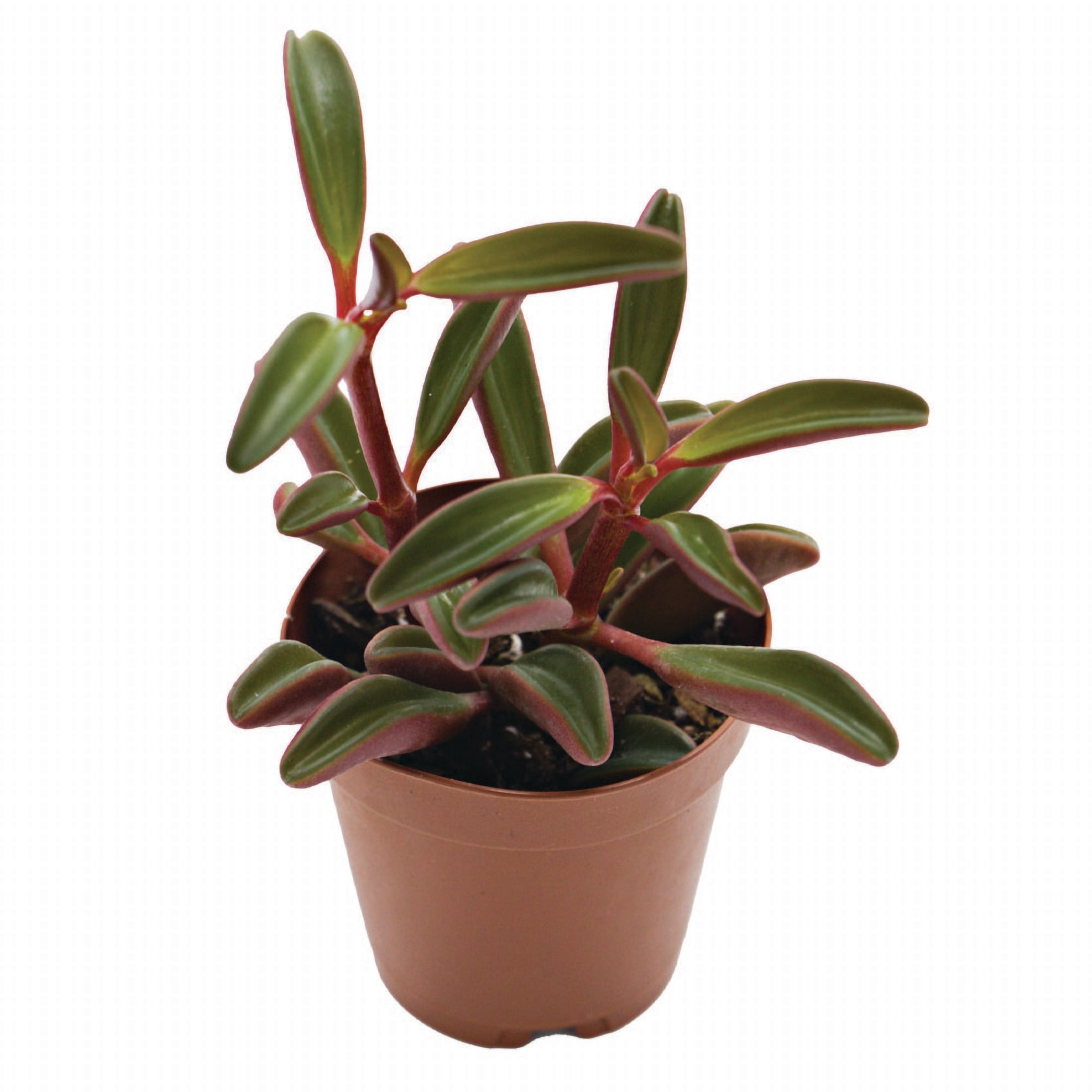 ReptiCulture Ruby Peperomia Tropical 2" Pot 3 pk