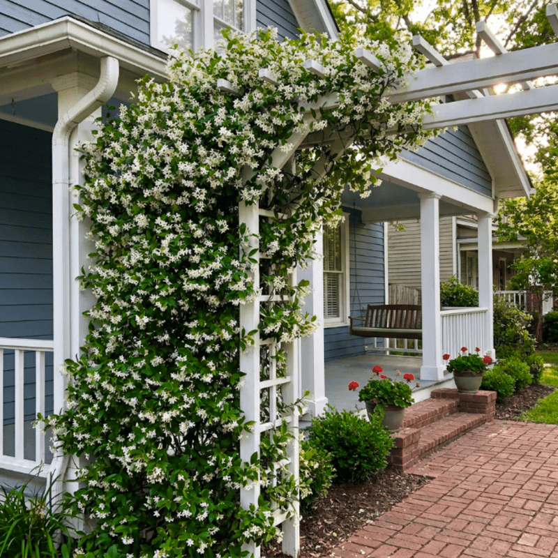 Jasmine Plant Live, Green Star Jasmine Plant, 8 - 10 Inc Tall, Fragrant Flowers, Fast Growing Vine for Trellis, Outdoor Garden or Patio