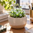 thumbnail image 2 of Succulent Plant Bare Root,Low Maintenance-Decoration, Ideal for Beds Borders, Plant Pots & Planters`, 2 of 7