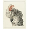 thumbnail image 2 of Aert Schouman 15x18 Gold Ornate Wood Frame and Double Matted Museum Art Print Titled - Head of a Cockatoo (1725 - 1792), 2 of 4