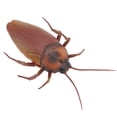 thumbnail image 3 of Battery Powered Cockroach, Electric Cockroach Toy ABS Electronic Components Infrared Induction Battery Power  For Pet Toys, 3 of 8