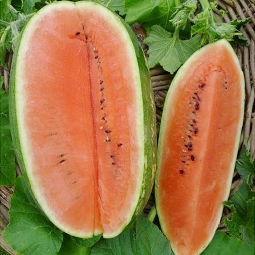 Watermelon Seeds Jubilee Improved 1 Ounce Vegetable Seeds, Open