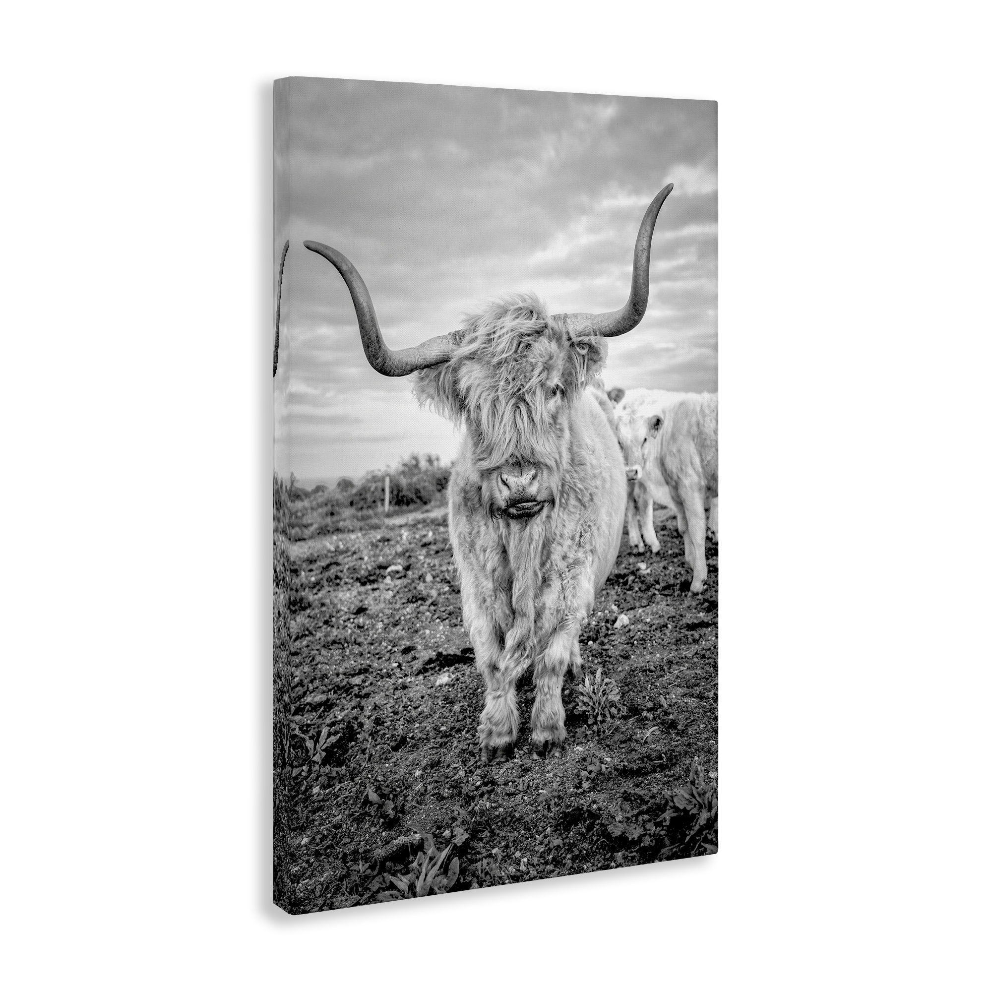 Stupell Industries Longhorn Calf Family Animals & Insects Photography Gallery Wrapped Canvas Art Print Wall Art, 30 x 45