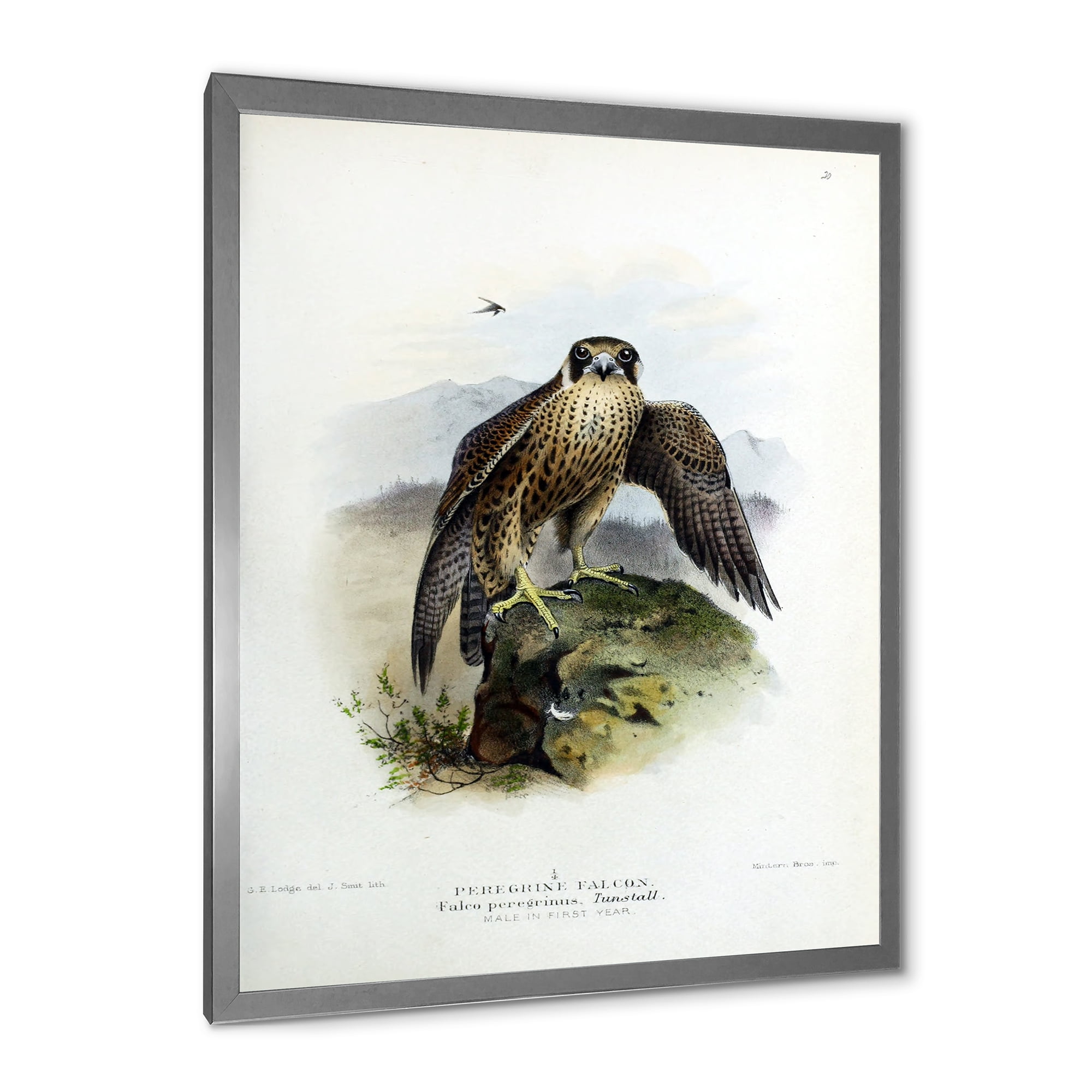 Designart 'Ancient Bird Life VIII' Traditional Framed Art Print