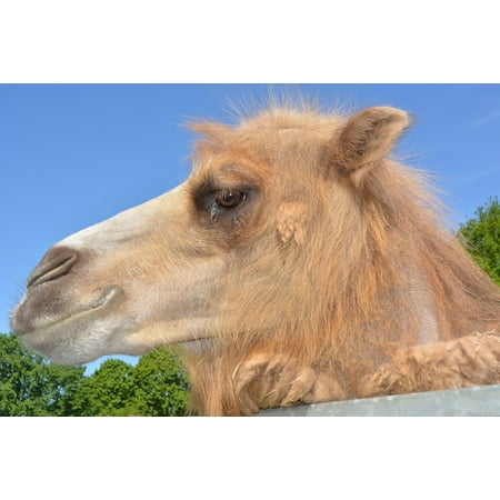 Framed Art for Your Wall Hump Camel Dromeda Zoo Paarhufer Beast of Burden 10x13