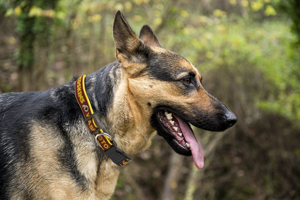 Pets First NFL Washington Commanders Dog Collar - Heavy-Duty, Durable & Adjustable Football Collar for Dogs/ CATS - Medium