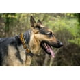 thumbnail image 3 of Pets First NFL Washington Commanders Dog Collar - Heavy-Duty, Durable & Adjustable Football Collar for Dogs/ CATS - Extra Large, 3 of 3