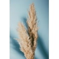 thumbnail image 2 of 1x Studio III 17x24 Black Ornate Wood Framed with Double Matting Museum Art Print Titled - Pampas Grass Blue, 2 of 4