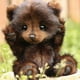 thumbnail image 2 of Osos de peluche hechos a mano: lindos osos de peluche, oso de peluche clásico realista, animal de peluche premium - SDR, 2 of 4
