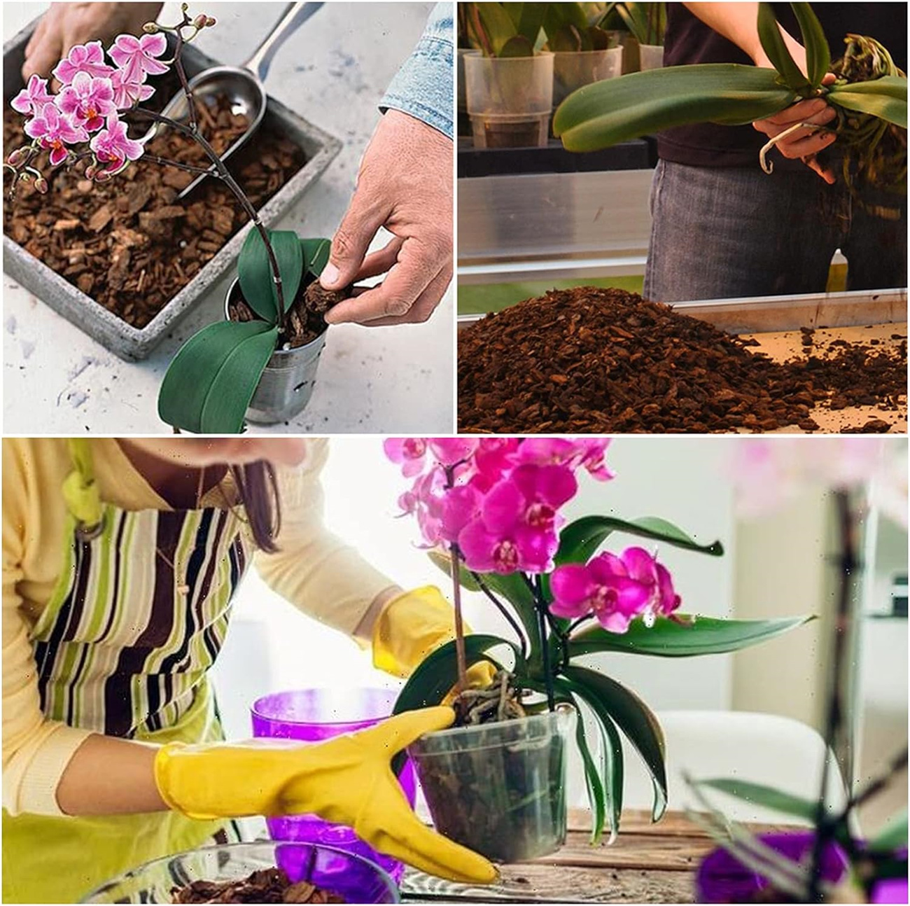 Orchid Potting Bark-Bexikou 8QT Organic Orchid Bark for Plants,Natural Pine Bark Wood Chips Orchid Bark Potting Mix for Houseplant Mulch, Help Orchid Plants Root Health Development