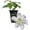 1 Plant, variant on Clematis Huldine - Live Starter Planta in a 2 Inch Growers Pot - Starter Plants Ready for The Garden - Rare Clematis for Collectors