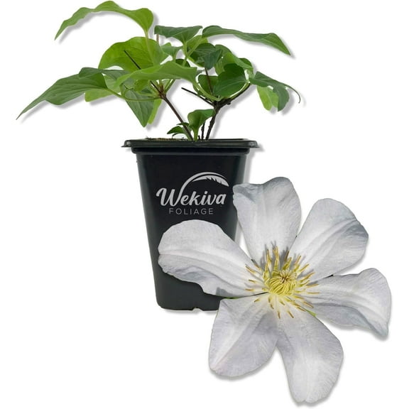 Clematis Huldine - Live Starter Planta in a 2 Inch Growers Pot - Starter Plants Ready for The Garden - Rare Clematis for Collectors