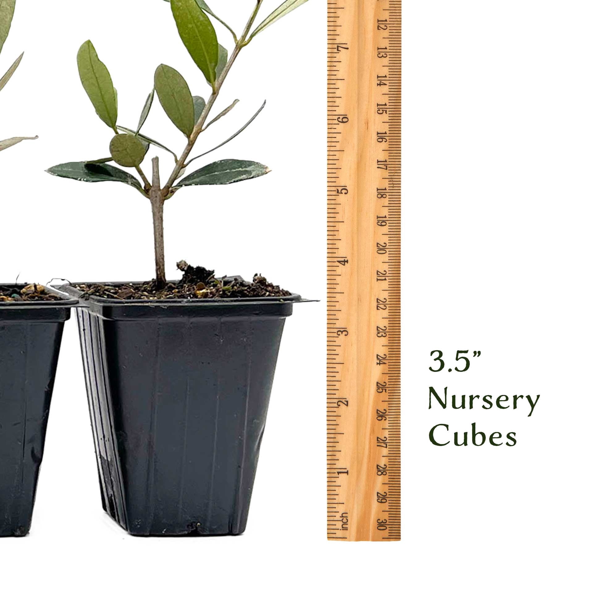6 Mission Olive Trees – Evergreen Edible Olive Fruit Tree for Indoor or Outdoor Growing, Mediterranean Patio & Container Plant (Olea europaea ‘Mission’) in 3.5″ Cubes, Live Plants