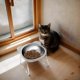 thumbnail image 2 of Raised Cat Food Bowls, 15 Degree Tilt Cat Bowl, NonSlip Cat Bowl, 2 of 5