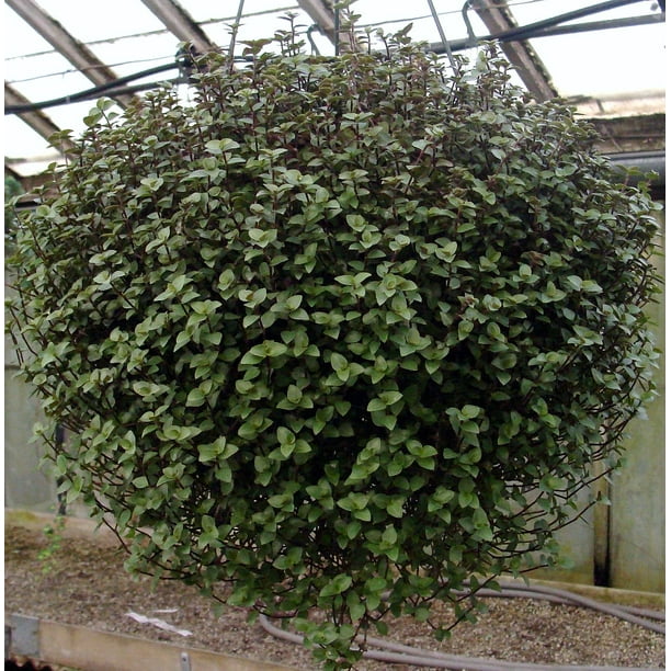 Green Bolivian Jewel - Turtle Vine - Inch Plant - Callisia ...