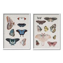 Stupell Industries Vintage Butterflies & Moths Animals & Insects Painting White Framed Art Print Wall Art, 24 x 30