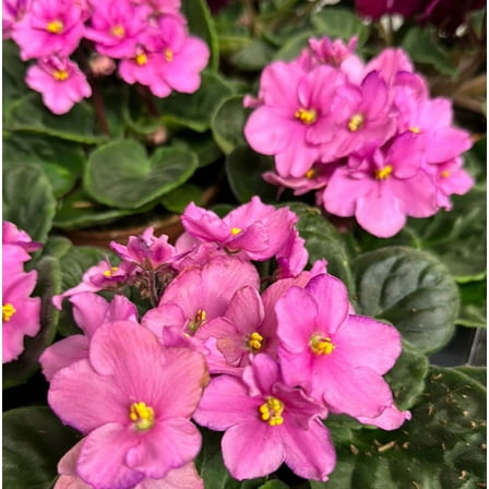 Pink African Violet Live Plant, Indoor Houseplant in 4'' Pot, Vibrant African Violet Flowers Ready to Grow 3-5 Inch Tall
