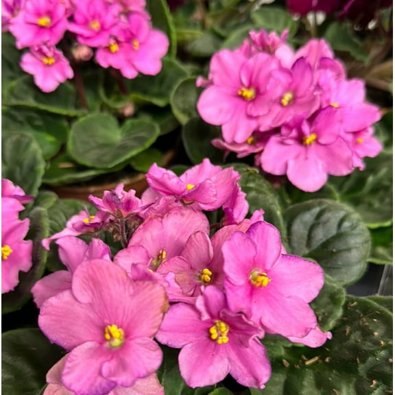 Pink African Violet Live Plant, Indoor Houseplant in 4'' Pot, Vibrant African Violet Flowers Ready to Grow 3-5 Inch Tall