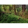 thumbnail image 2 of Jones, Adam 18x13 Black Ornate Wood Framed with Double Matting Museum Art Print Titled - Nurse log and Big Leaf Maple tree draped with Club Moss-Hoh Rainforest-Olympic National Park, 2 of 4