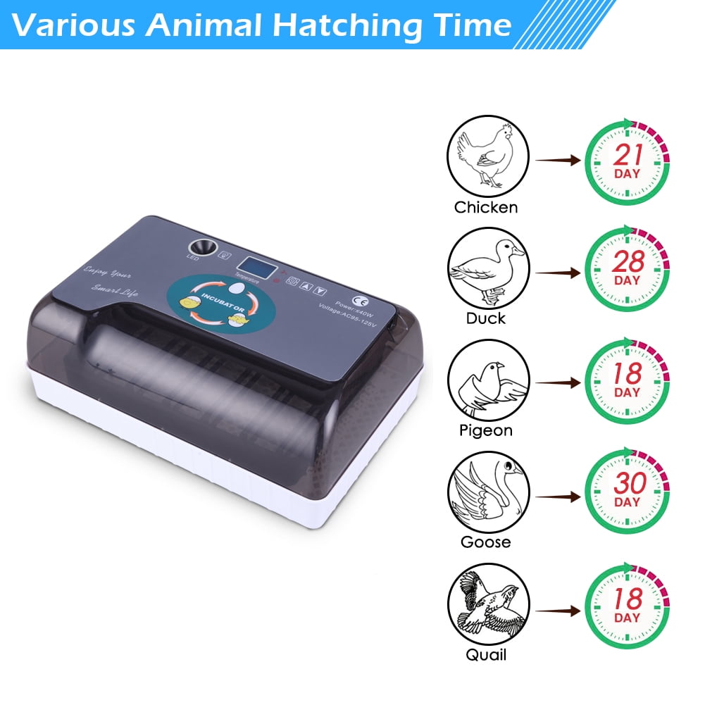 Canddidliike 9-Egg Mini Fully Automatic Poultry Incubator for Hatching Chickens Quail Duck Goose Turkey Canddidliike 9-Egg Mini Fully Automatic Poultry Incubator for Hatching Chickens Quail Duck Goose Turkey
