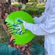 thumbnail image 5 of Leaves Claw 2pcs Garden Leaves Scoops Hand Rakes Multipurpose Leaves Cleaning Tongs Large Leaves Collector Leaves Picker, 5 of 5