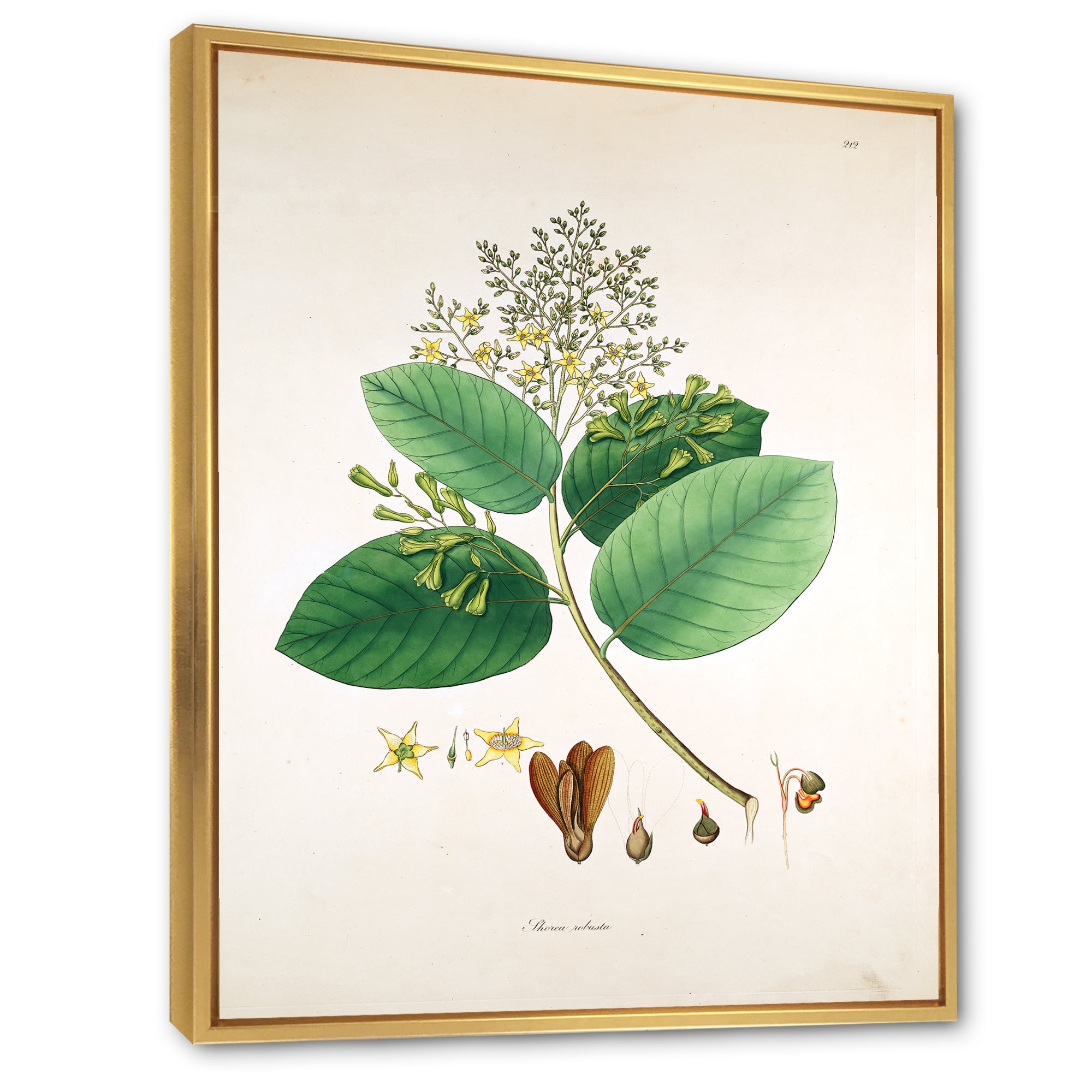 Designart 'Ancient Botanicals III' Farmhouse Framed Canvas Wall Art Print