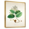 thumbnail image 3 of Designart 'Ancient Botanicals III' Farmhouse Framed Canvas Wall Art Print, 3 of 5