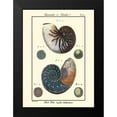 thumbnail image 2 of Diderot, Denis 19x24 Black Modern Framed Museum Art Print Titled - Sea Shells VI, 2 of 5