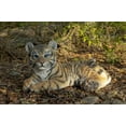 thumbnail image 6 of Hi-Line Gifts 21.25" Tiger Cub Laying Down Garden Outdoor Statue, 6 of 8