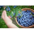 thumbnail image 2 of Blueberry Bush Seeds for Planting 250+ Seeds - Northern Blueberry, Vaccinium corymbosum - Made in USA, Ships from Iowa, 2 of 3