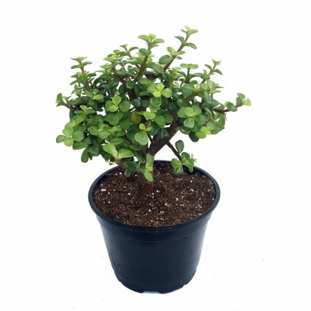  Mini  Jade Plant  Plant  Portulacaria afra 6 Pot 