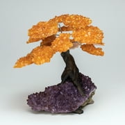 Large - Citrine Clustered Gemstone Tree on Amethyst Matrix (The Money Tree)
