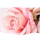 thumbnail image 4 of Arreglo floral para bodas, hermoso panel floral, seda artificial Gradiente Rosa Roja, 4 of 8