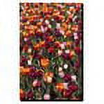 Trademark Art "Multi-Colored Tulips" Canvas Art by Kurt Shaffer